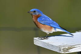 Eastern Bluebird