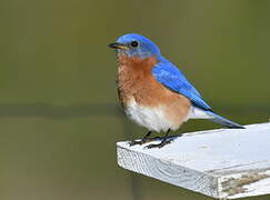 Eastern Bluebird