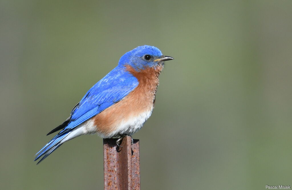 Eastern Bluebird male, close-up portrait