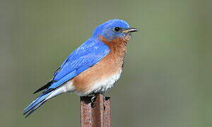 Eastern Bluebird