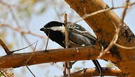 Mésange cendrée