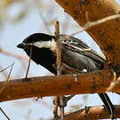 Mésange cendrée