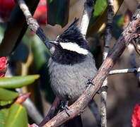 Rufous-vented Tit