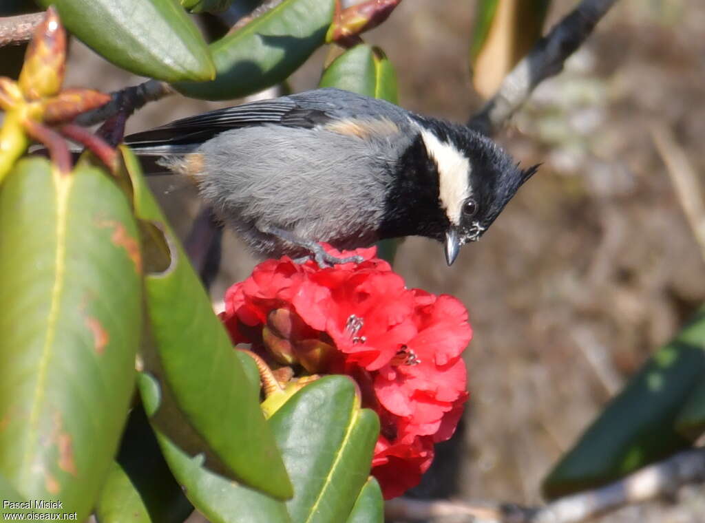 Rufous-vented Tit