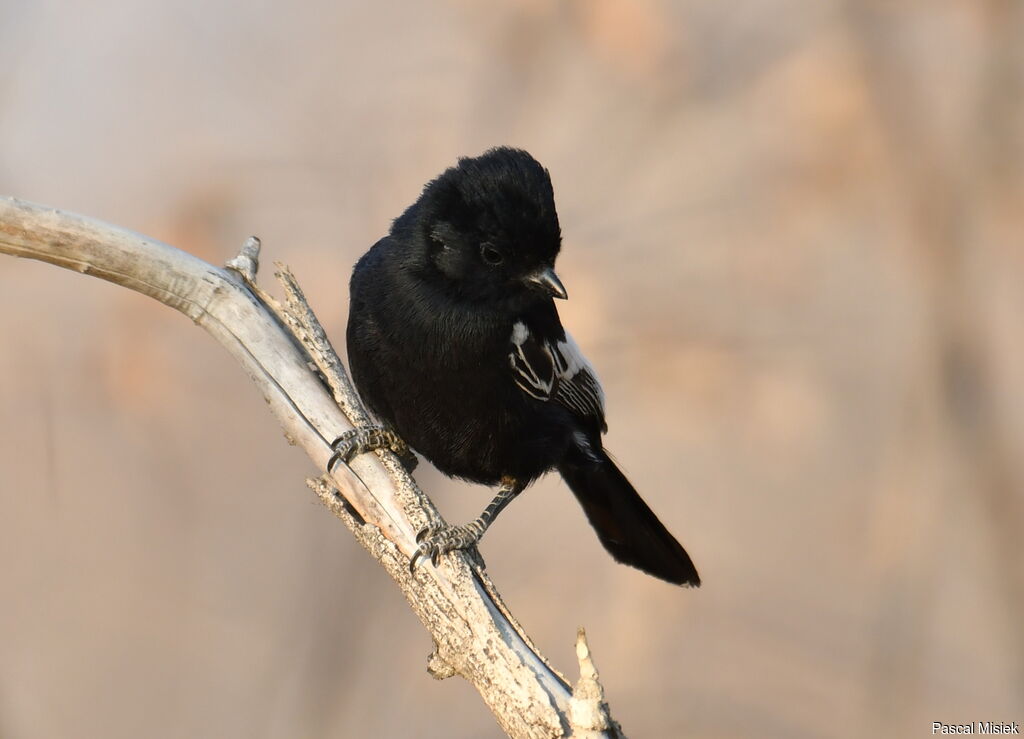 Carp's Tit