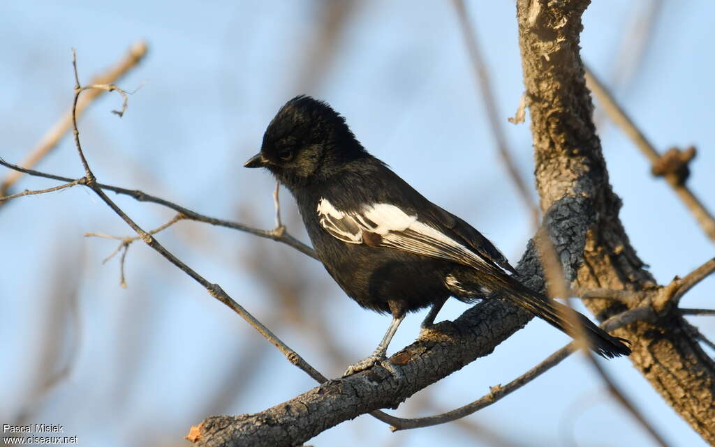 Carp's Tit, identification