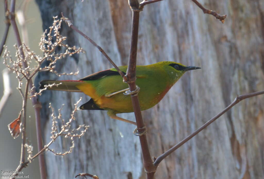 Fire-tailed Myzornis male adult, identification