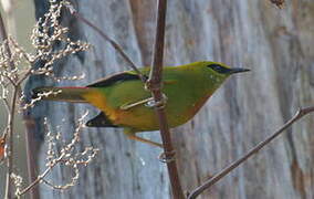 Fire-tailed Myzornis