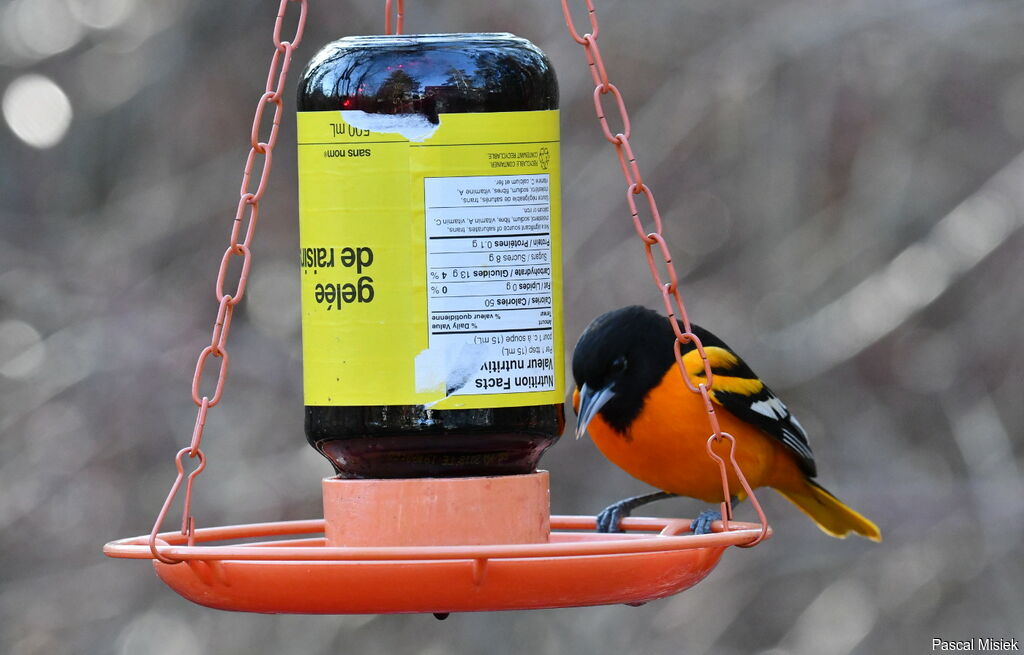 Baltimore Oriole