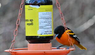 Baltimore Oriole