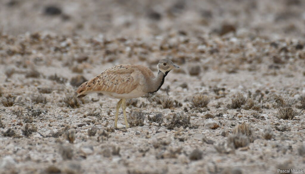 Rüppell's Korhaan