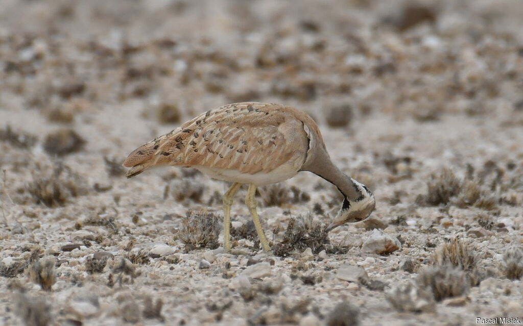 Rüppell's Korhaan