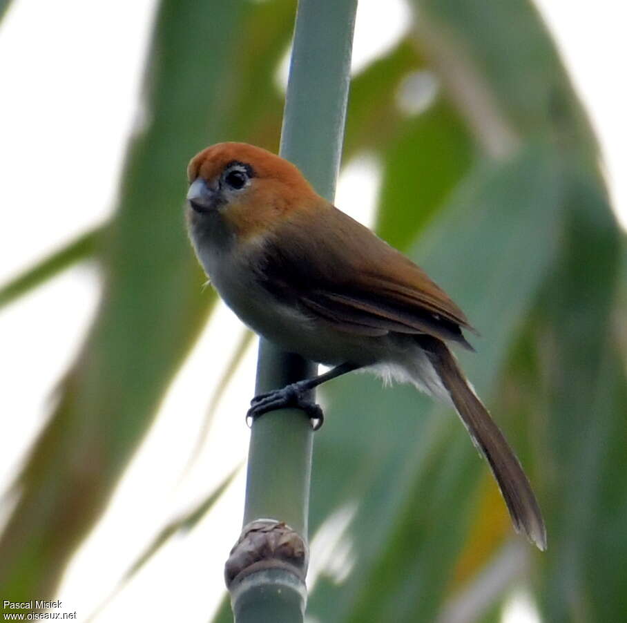 Pale-billed Parrotbill, identification