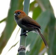 Pale-billed Parrotbill