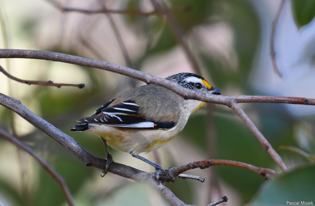 Pardalote strié