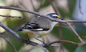 Striated Pardalote (substriatus)