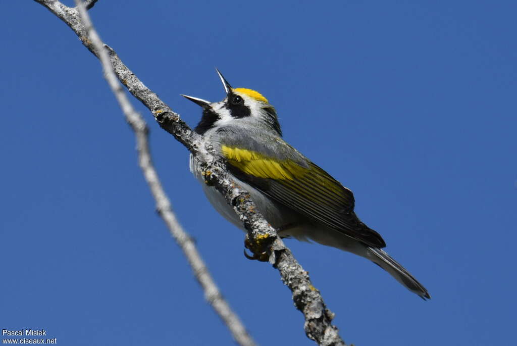 Golden-winged Warbler male adult breeding, pigmentation, song