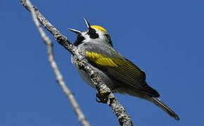 Golden-winged Warbler