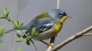 Northern Parula