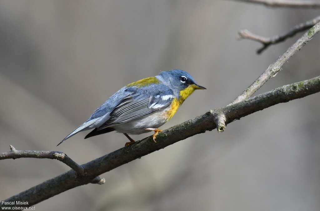 Northern Parula male adult breeding, identification