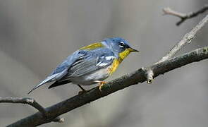 Northern Parula