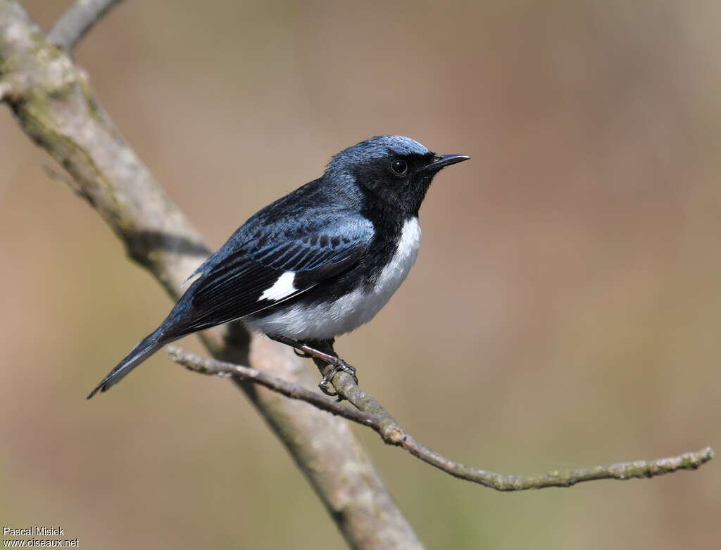 Black-throated Blue Warbler male adult, identification