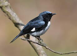 Black-throated Blue Warbler