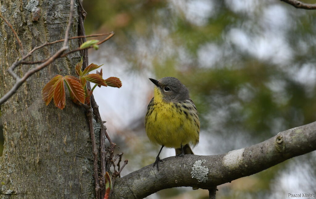 Paruline de Kirtland