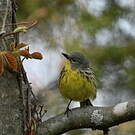 Paruline de Kirtland