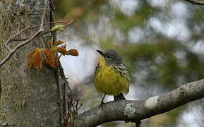 Kirtland's Warbler