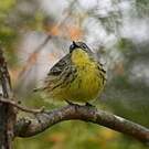 Paruline de Kirtland