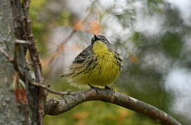 Kirtland's Warbler