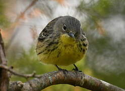 Kirtland's Warbler