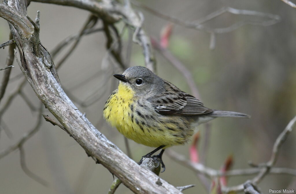 Kirtland's Warbler