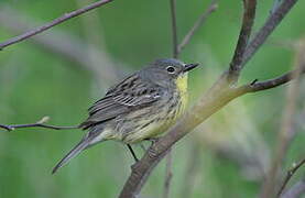 Kirtland's Warbler