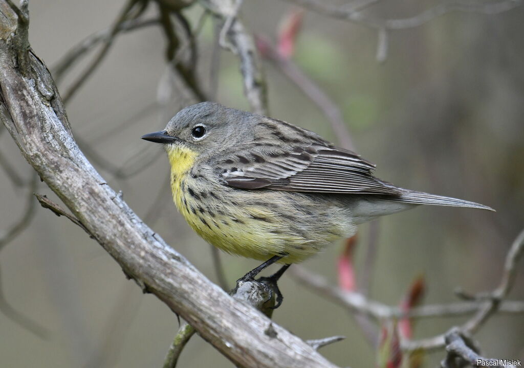 Kirtland's Warbler female