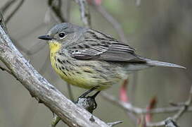 Kirtland's Warbler