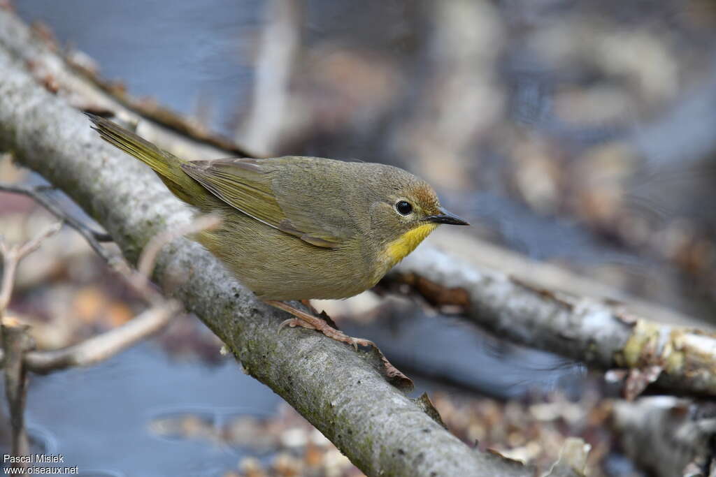 Common Yellowthroat female adult, identification