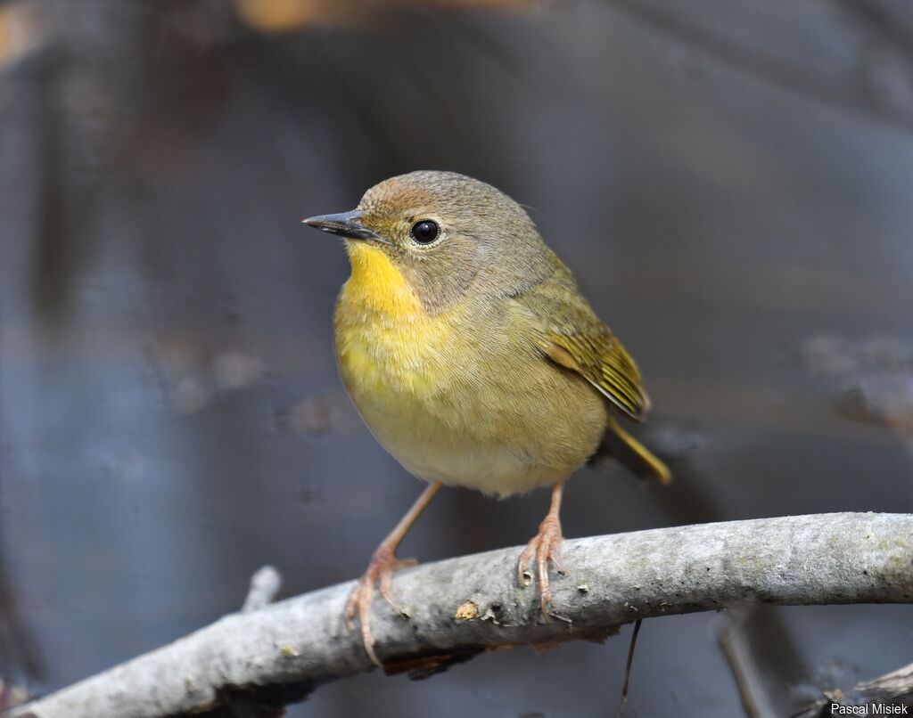 Common Yellowthroat female adult