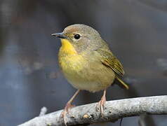 Common Yellowthroat