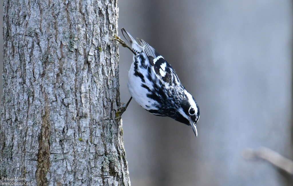 Black-and-white Warbler male adult breeding, close-up portrait, Behaviour