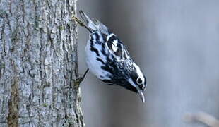 Black-and-white Warbler