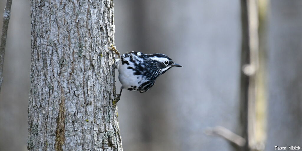 Black-and-white Warbler male, close-up portrait