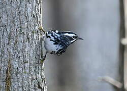 Black-and-white Warbler