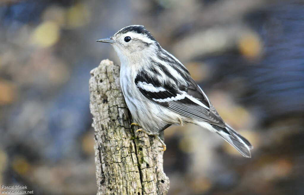 Black-and-white Warbler female adult breeding, identification