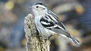 Black-and-white Warbler