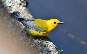 Prothonotary Warbler