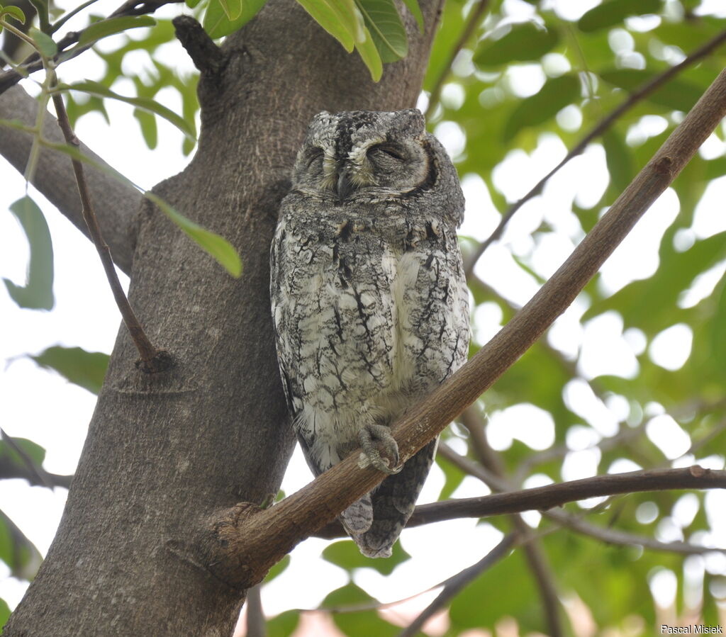 Petit-duc africain, identification