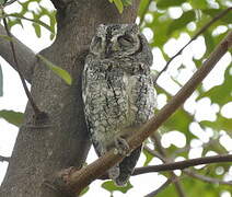 African Scops Owl