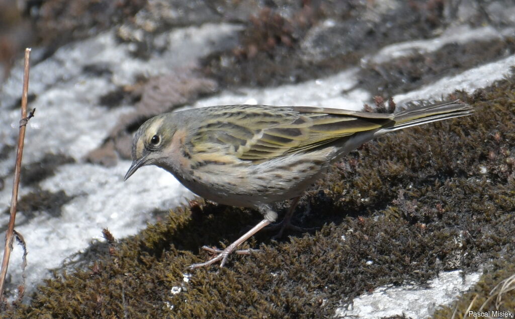 Pipit roséadulte nuptial, identification, portrait, marche